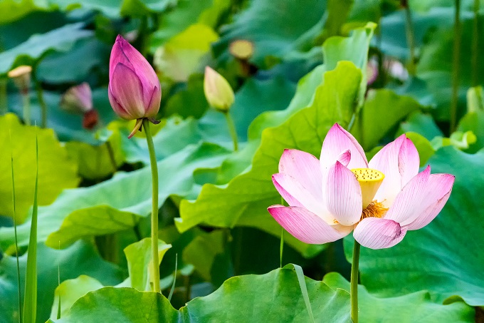 公園荷花展時間暫未公佈,敬請期待 荷花展地點 深圳市羅湖區洪湖公園