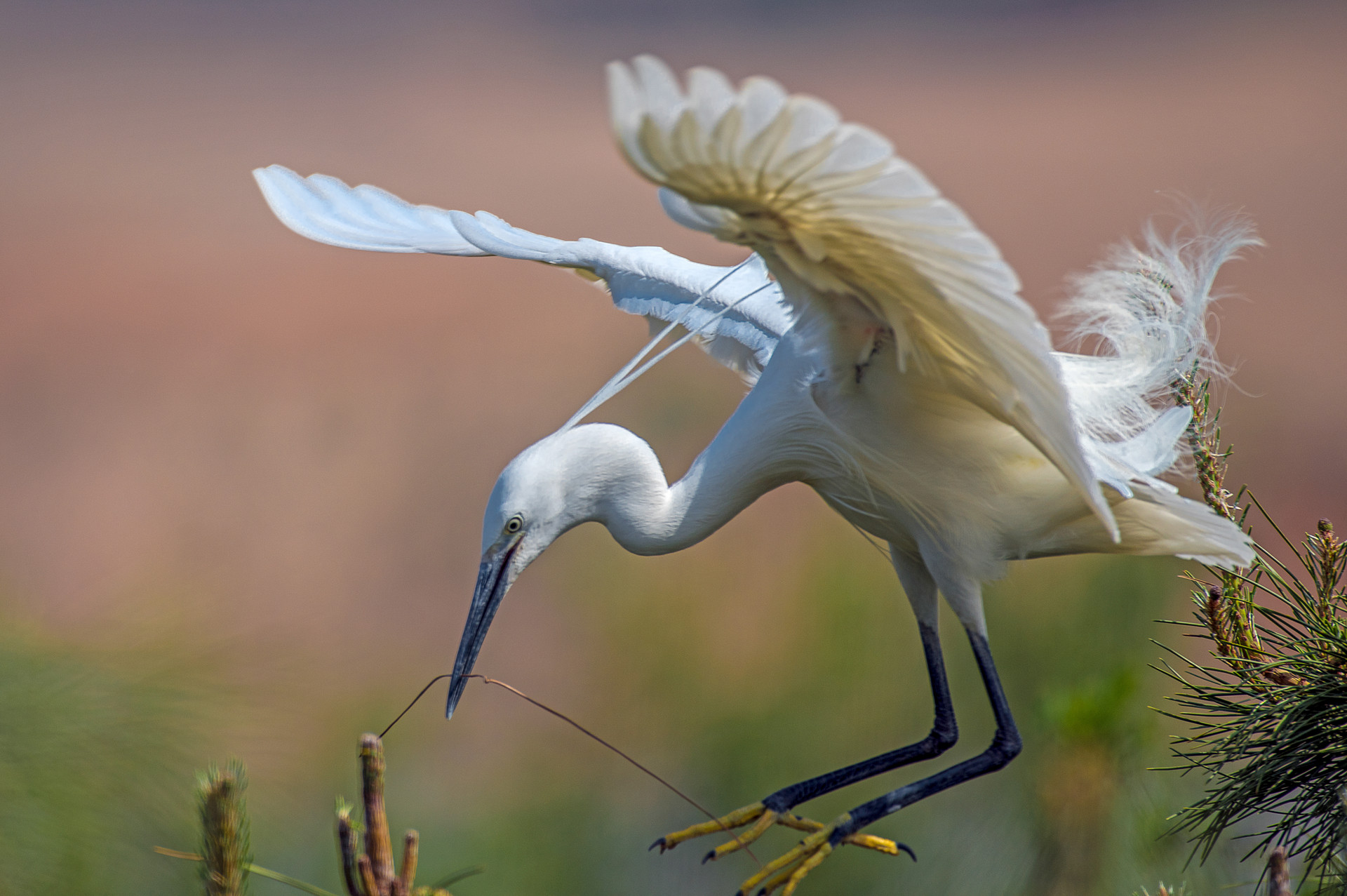 深圳十佳观鸟地点