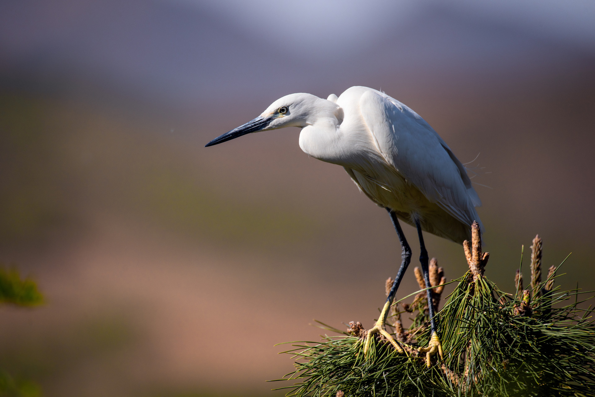 华侨城湿地与深圳湾水系相通,有三种湿地类型,是鸟类重要的栖息地之一