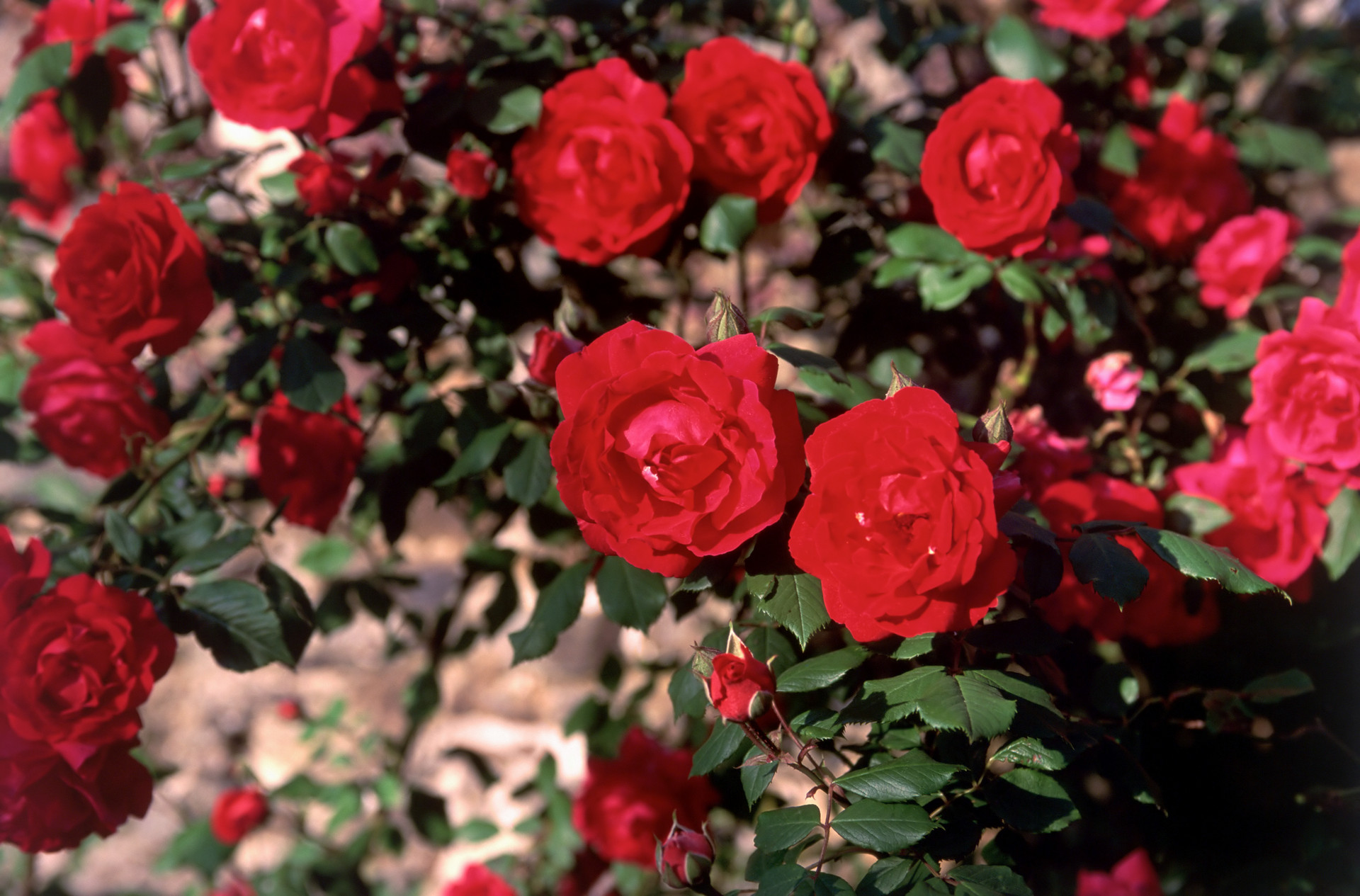 玫瑰花一年四季的变化图片