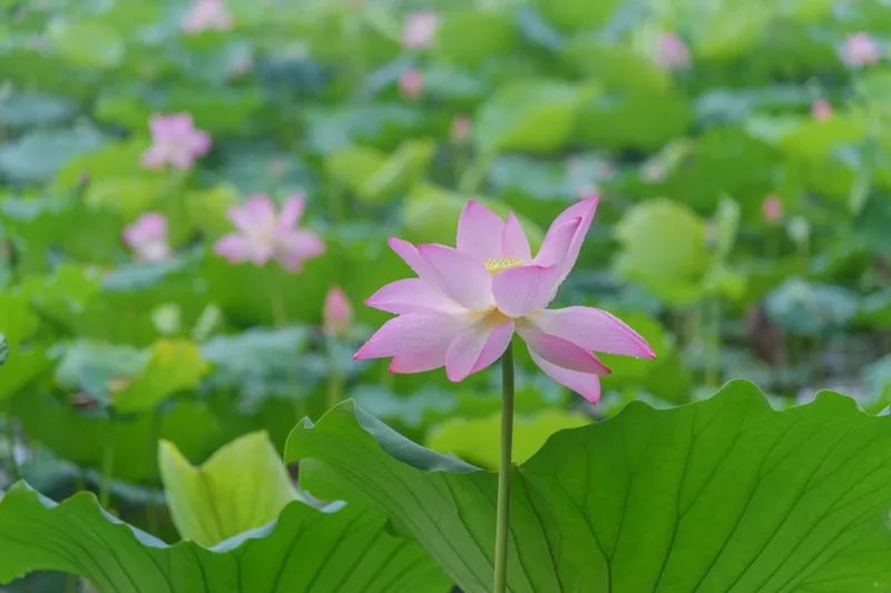 2023深圳荷花展什么时候开始
