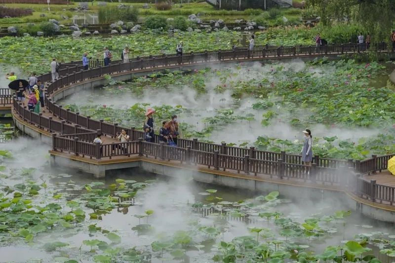 深圳荷花展在哪里2023（附交通路线）