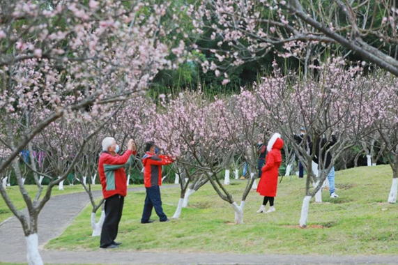 深圳1月赏花攻略2024