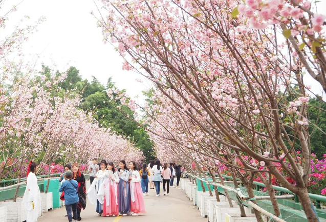 2024年深圳春节看樱花最佳地点（附购票入口）